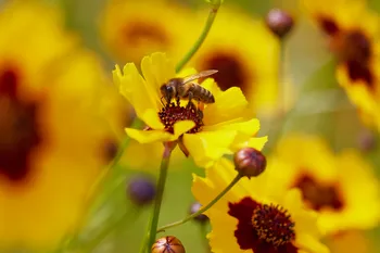 Bee feeding on flower from side.jpg